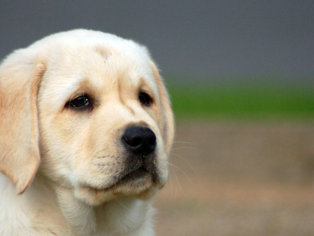 YELLOW LABRADOR