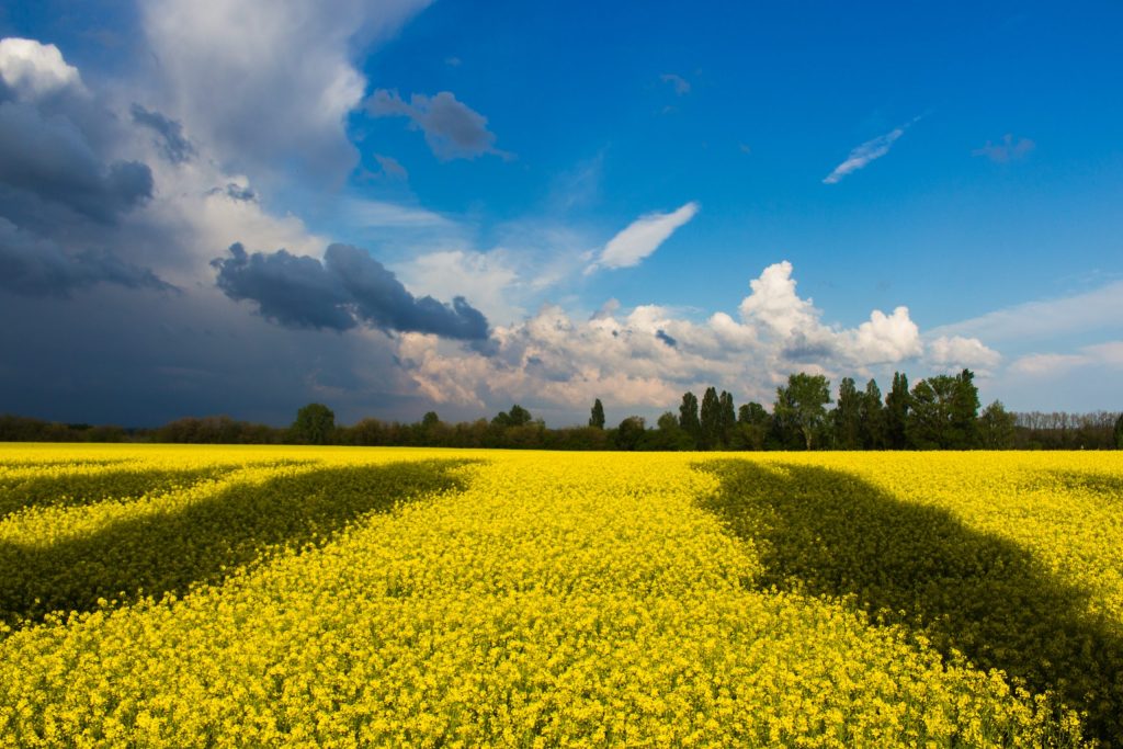 Beautiful Landscape